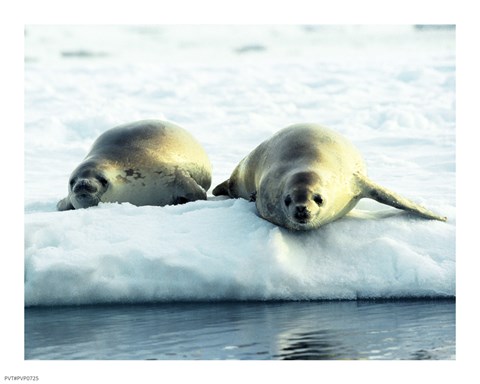 Framed Crabeater Seals Print