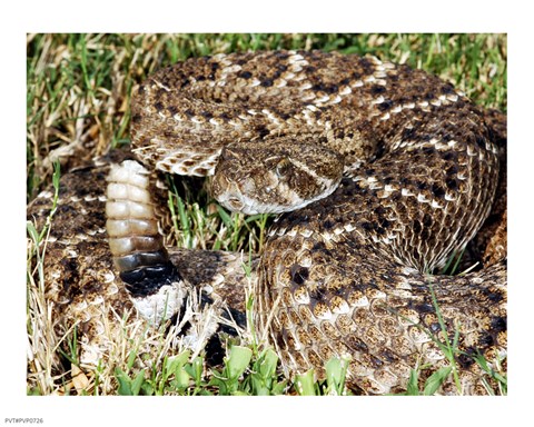 Framed Crotalus Atrox Print