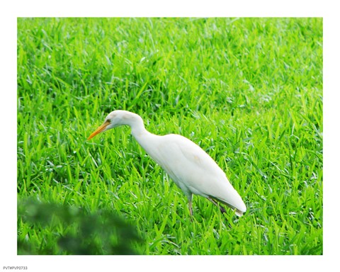 Framed Egret In Field Print