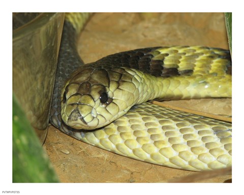 Framed Egyptian Cobra Print