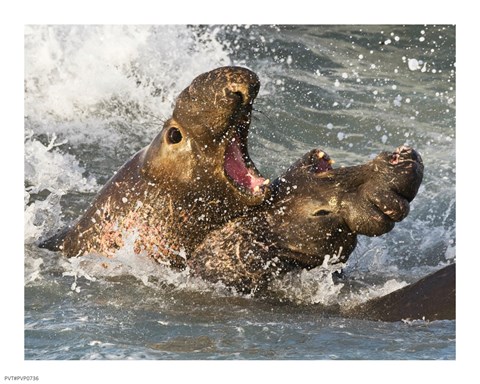 Framed Elephant Seals Fighting Print