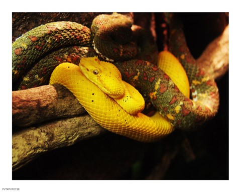Framed Eyelash Pit Viper Print