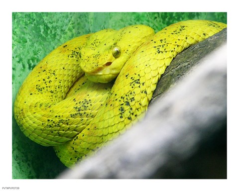 Framed Eyelash Viper Bothriechis Schlegelii Print