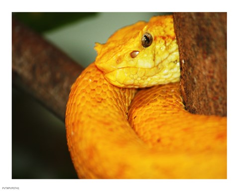 Framed Eyelash Viper Print