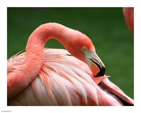 Framed Flamingo Grooming Print