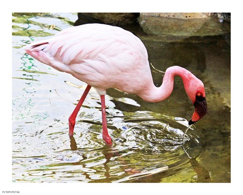 Framed Flamingo in River Print