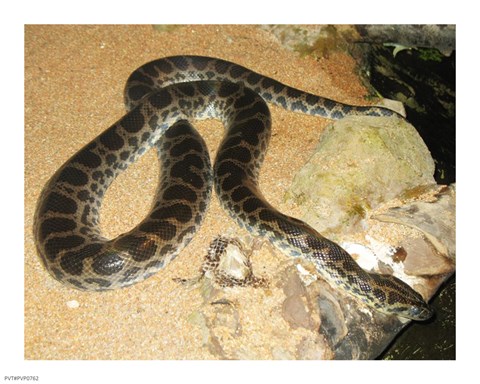 Framed Green Anaconda Print