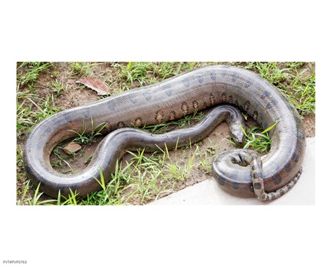 Framed Green Anaconda Print