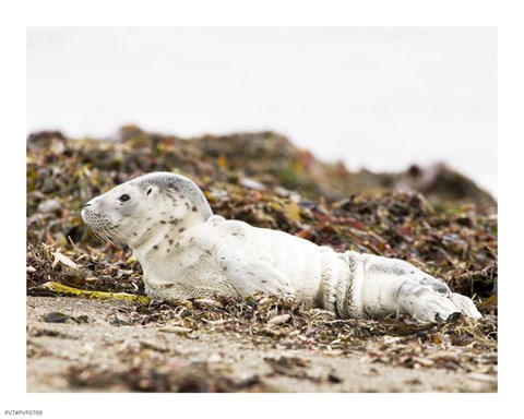 Framed Harbor Seal Pup Print