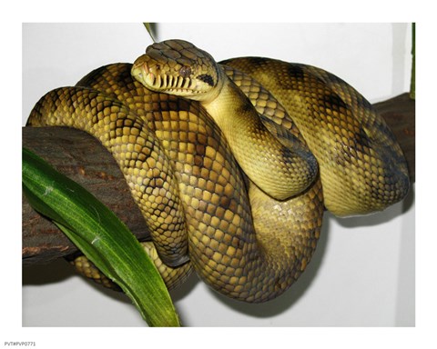 Framed High-Yellow Scrub Python Morelia Amethistina Print