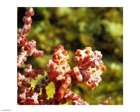 Framed Hippobarg Couple Print