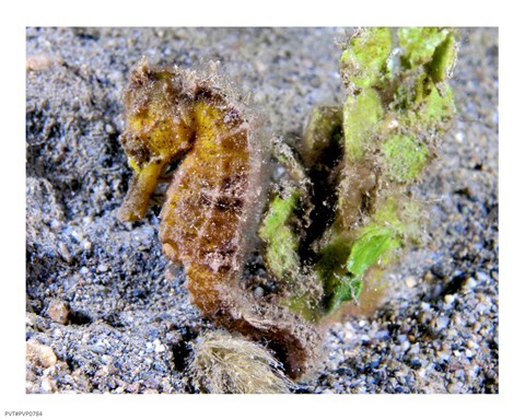 Framed Hippocampus Kuda (Yellow Estuary Seahorse) Print