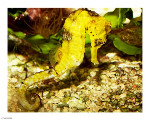 Framed Hippocampus Reidi Print