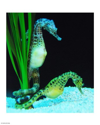 Framed Hippocampus Print