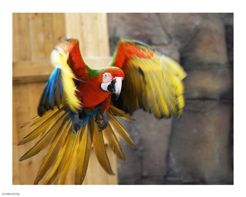 Framed Hybrid Macaw Flying Flamingo Land Print