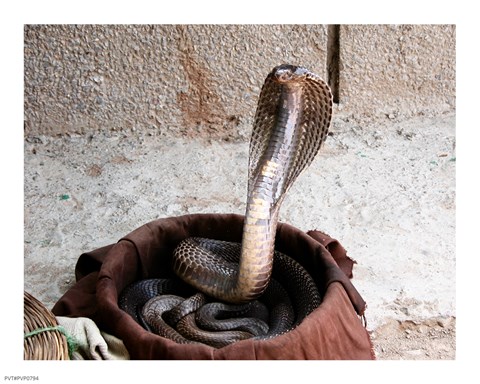 Framed Indian Cobra Print