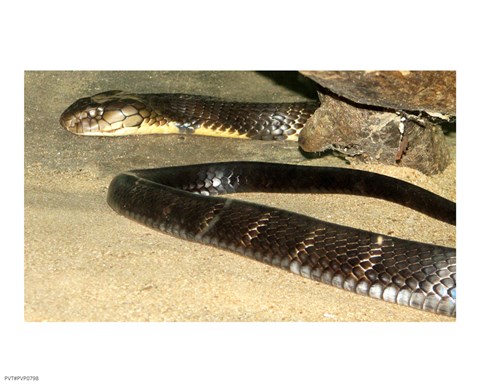 Framed King Cobra Print