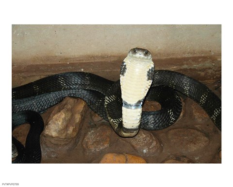 Framed King Cobra Print