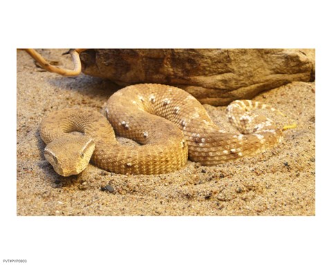 Framed Leaf Nosed Viper Print