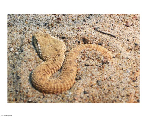 Framed Leaf Nosed Viper In Sand I Print