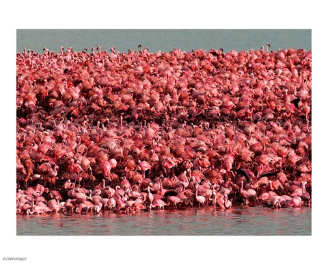 Framed Lesser Flamingos, Kamfersdam Breeding Island, 2006 Print
