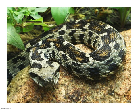 Framed Ocellated Mountain Viper Print