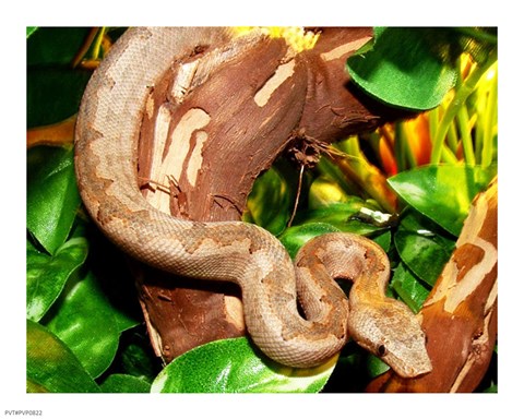 Framed Pacific Boa Print