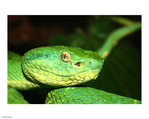 Framed Palm Pit Viper Print