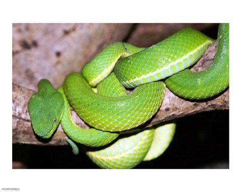 Framed Palm Pit Viper Print