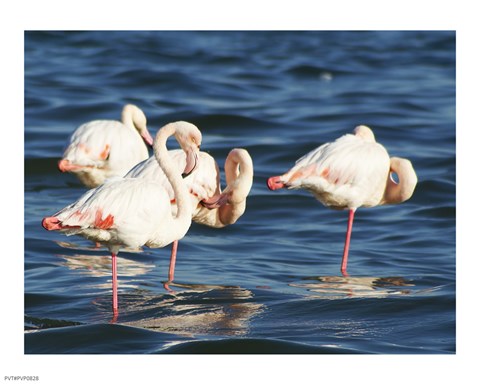Framed Phoenicopterus Roseus on Walvis Bay Print