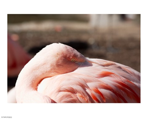 Framed Pink Flamingo Closeup Print