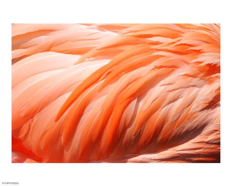 Framed Flamingo Feathers Closeup Print