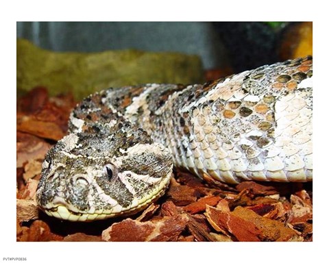 Framed Puff Adder Print