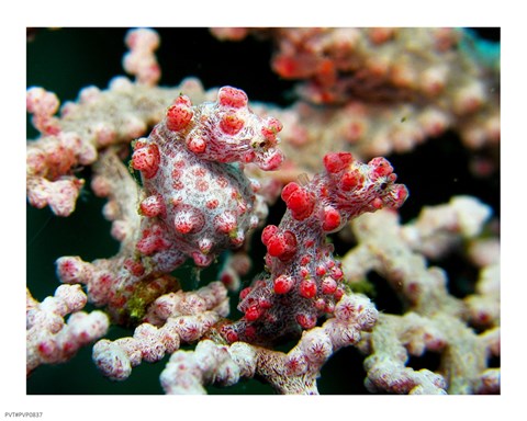 Framed Pygmy Seahorses Print