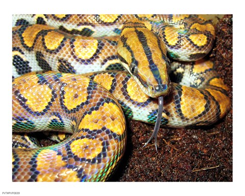 Framed Rainbow Boa Print