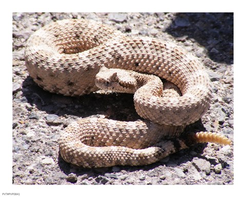 Framed Rattlesnake Print