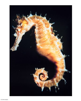 Framed Seahorse In Color Print