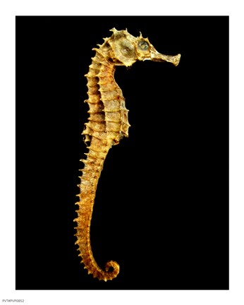 Framed Seahorse Skeleton Macro Print
