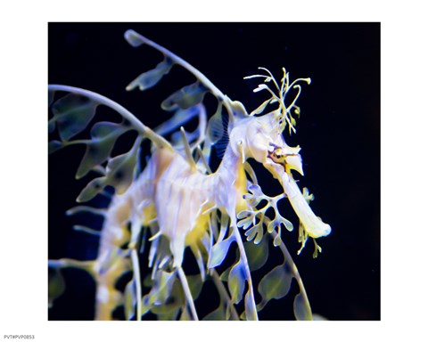 Framed Seahorse Photograph Print