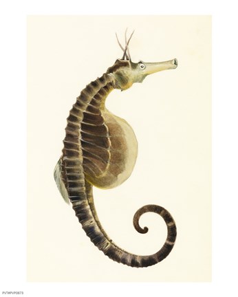 Framed Sketchbook of Fishes, Pot Bellied Seahorse Print