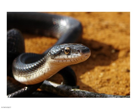 Framed Sunlit Snake Print