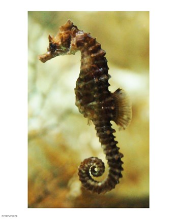 Framed Tan Seahorse Print
