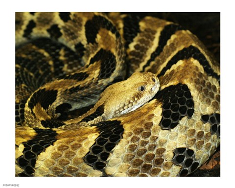 Framed Timber Rattlesnake Print