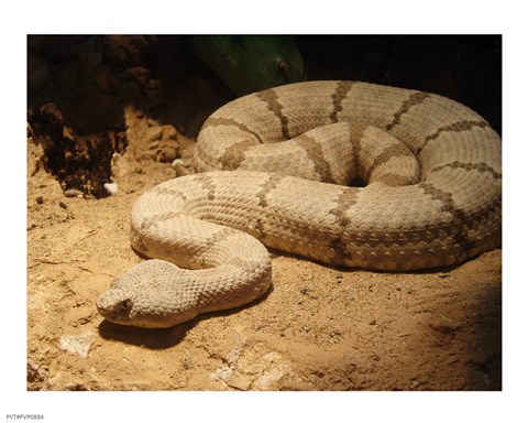 Framed Viper photograph Print