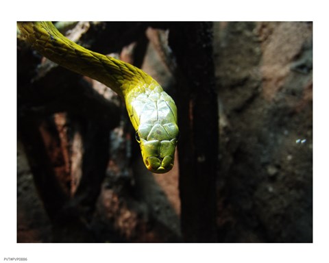 Framed Western Green Mamba Print