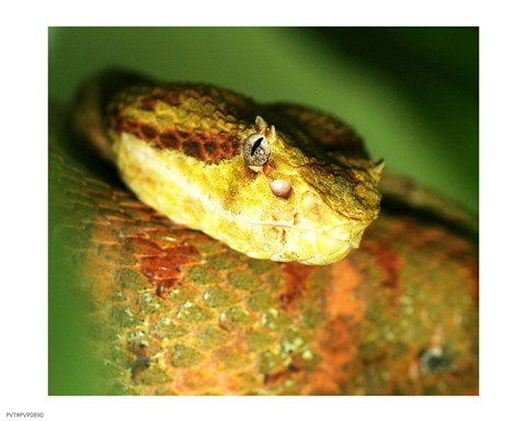 Framed Yellow Eyelash Viper up close Print