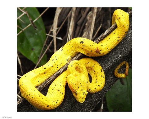 Framed Yellow Eyelash Viper Print