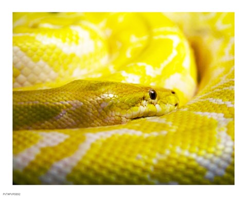 Framed Yellow Python Print