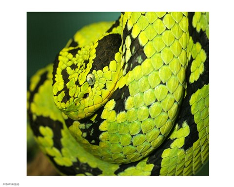 Framed Yellow Blotched Palm Viper Print