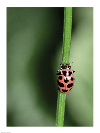 Framed Ladybug Print